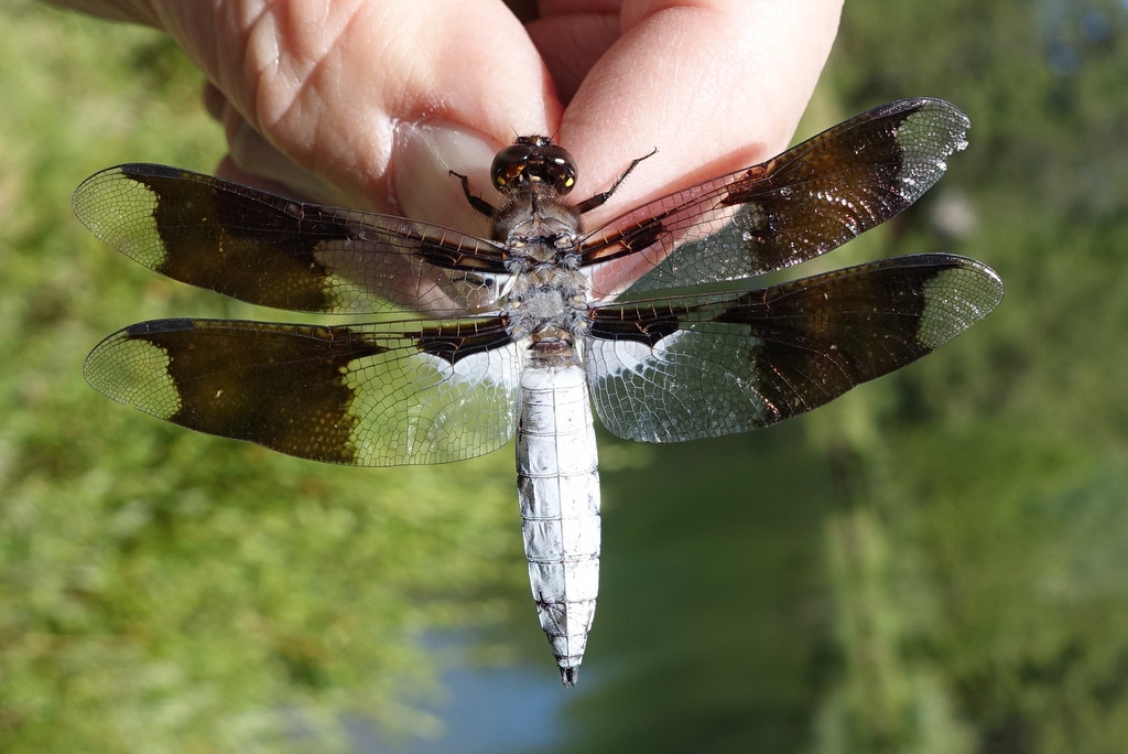 Common Whitetail Dragonfly